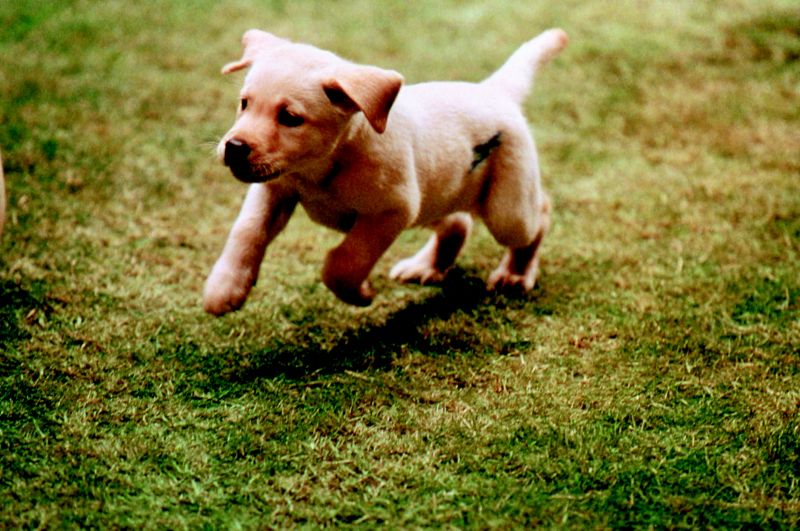 Quill chú chó dẫn đường